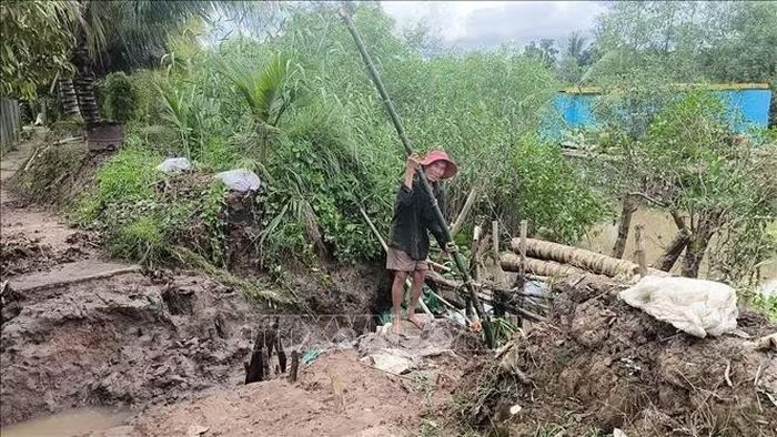 Người dân tập trung khắc phục sạt lở đê bao cục bộ tại ấp Tân Đông, xã Tân Phú (Vĩnh Long).