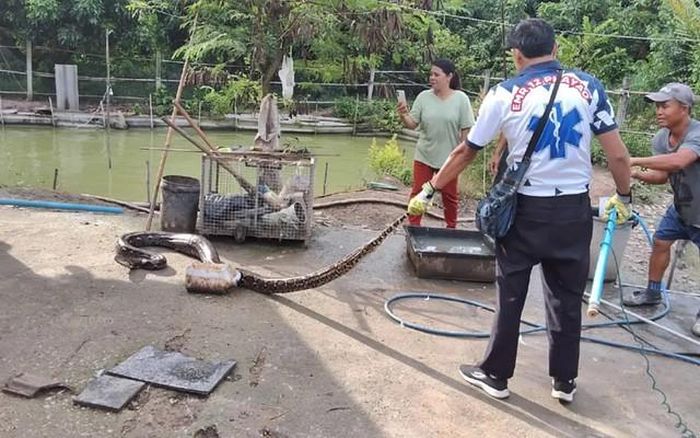 Con trăn khổng lồ được phát hiện dưới ao. Ảnh: Tnews