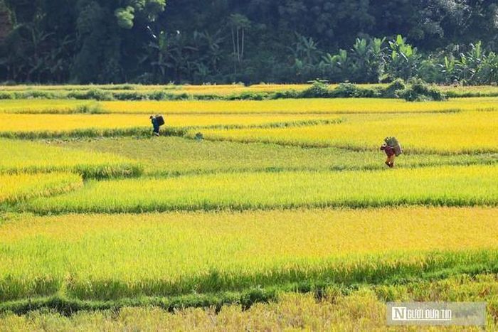 Mường Đeng thường có cảnh sắc đẹp nhất vào mùa lúa chín.