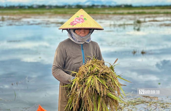 Nhìn những bông lúa đã lên mộng, người dân hiểu phần lớn thành quả của vụ này khó còn giữ được.