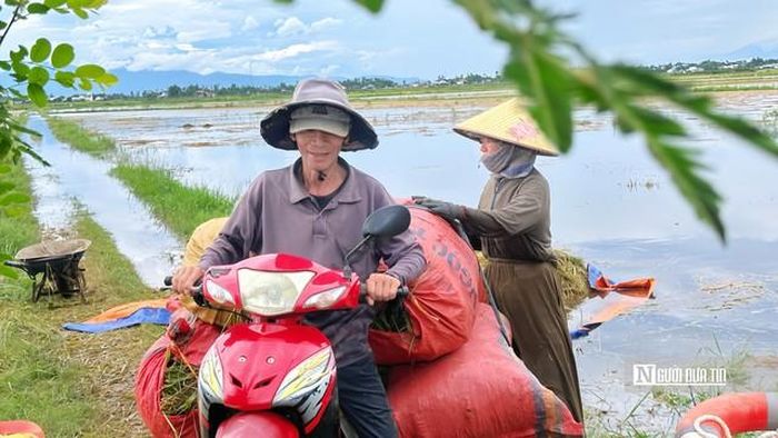 Ông Bưởi chở phần lúa bị ngập nước vừa thu hoạch về nhà.