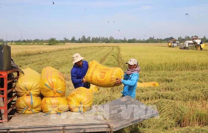 Vụ Hè Thu đạt năng suất cao, lúa bán được giá, nông dân tỉnh An Giang rất phấn khởi. Ảnh: Công Mạo - TTXVN