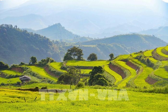 Những đường bờ ruộng uốn cong mềm mại, nối tiếp nhau thành từng lớp trên sườn núi Pu Nhi. Ảnh: Xuân Tư - TTXVN 