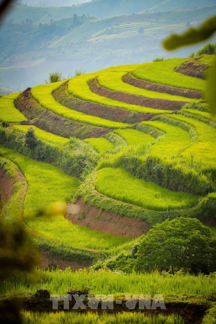 Những đường cong mềm mại của cánh đồng bậc thang Pu Nhi. Ảnh: Xuân Tư - TTXVN 