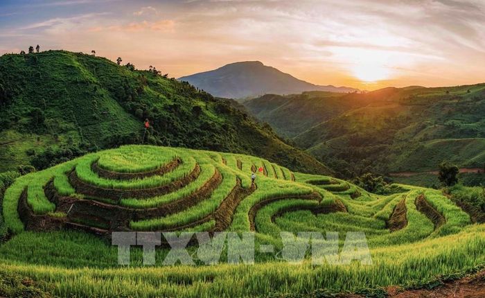 Toàn cảnh những thửa ruộng bậc thang ở bản Phù Lồng B, xã Pu Nhi, tỉnh Điện Biên, uốn lượn theo sườn đồi giữa không gian núi rừng vùng cao. Ảnh: Xuân Tư - TTXVN 
