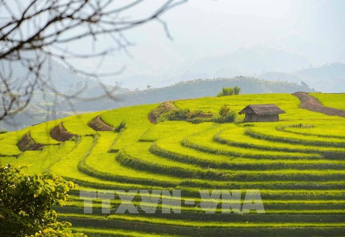 Các thửa ruộng bậc thang xếp thành từng lớp, tạo nên những mảng hình mềm mại giữa màu xanh của cây cối và đồng lúa. Ảnh: Xuân Tư - TTXVN 