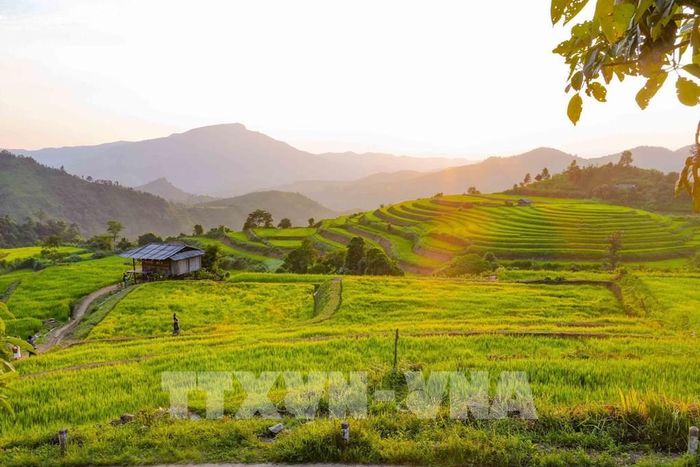 Những thửa ruộng trải theo triền núi, xen giữa là các lối đi và căn chòi nhỏ, tạo nên vẻ bình dị của vùng quê Pu Nhi. Ảnh: Xuân Tư - TTXVN 