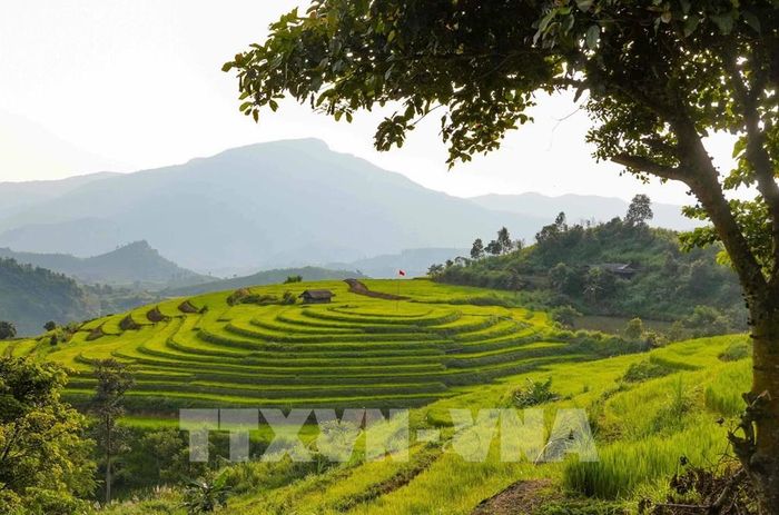 Khung cảnh yên bình, lãng mạn trên cánh đồng bậc thang Pu Nhi. Ảnh: Xuân Tư - TTXVN 