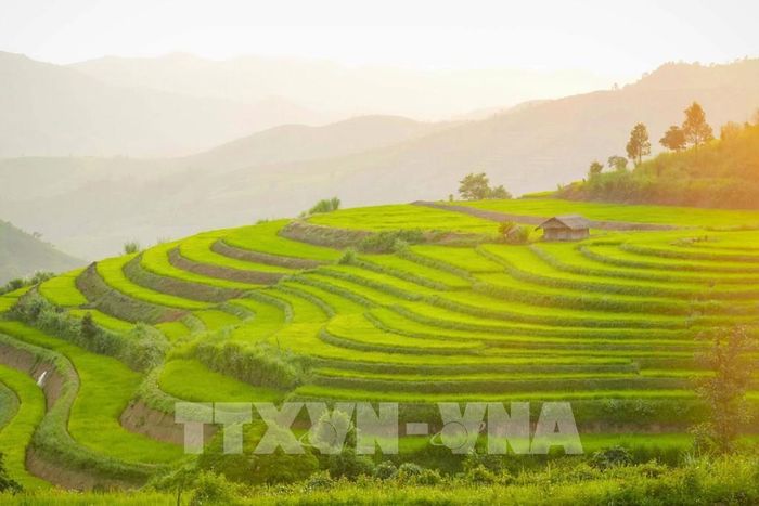 Những thửa ruộng bậc thang óng ánh trong nắng chiều. Ảnh: Xuân Tư - TTXVN 