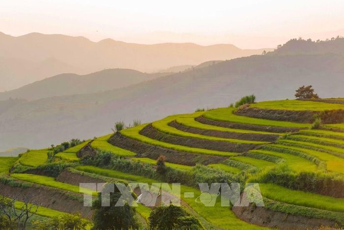 Ánh nắng chiếu xuống những thửa ruộng bậc thang, làm nổi bật các đường cong và từng lớp ruộng trên sườn đồi Pu Nhi. Ảnh: Xuân Tư - TTXVN 