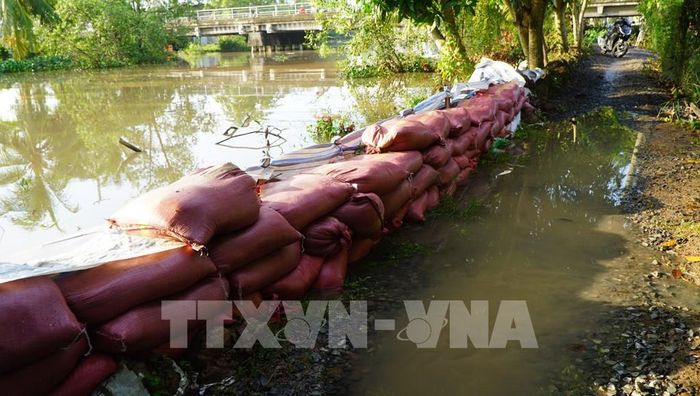 Người dân xã Mỹ Hiệp (tỉnh Đồng Tháp) đã gia cố bờ bao để chống triều cường đầu tháng 8 âm lịch. Ảnh: Nhựt An - TTXVN