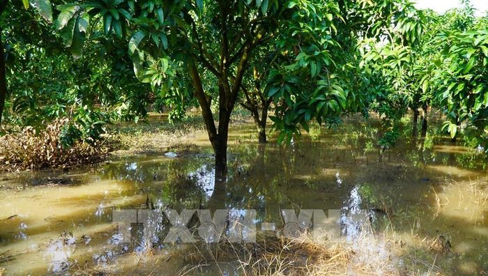 Vườn xoài của người dân bị ngập trong đợt triều cường đầu tháng 8 âm lịch. Ảnh: Nhựt An - TTXVN