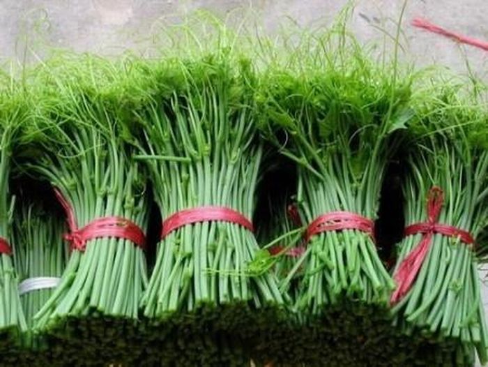 Ngọn rau su su Tam Đảo.  Ảnh: Sưu tầm