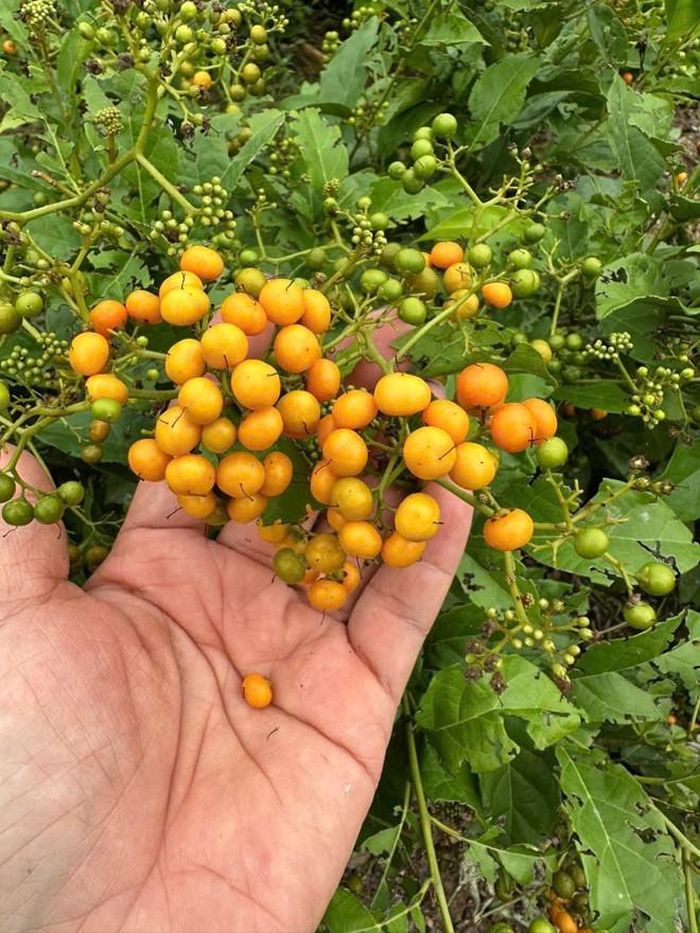 Các sản phẩm mang bản sắc văn hóa truyền thống của địa phương, cơ hội phát triển kinh tế càng lớn nếu biết kết hợp giữa giá trị truyền thống với phương thức kinh doanh hiện đại