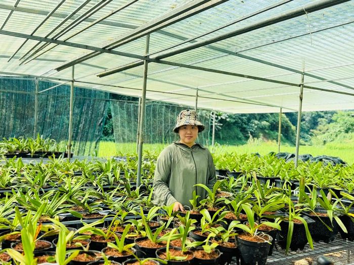 Chăm sóc hoa lan là công việc được chị Đào chú trọng để nâng cao chất lượng và giá trị sản phẩm