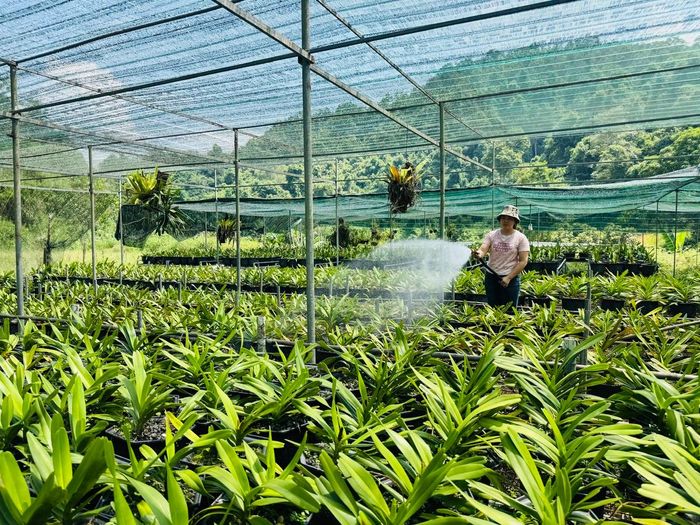 Chị Đào chăm sóc những giò lan trong khu vườn của gia đình.