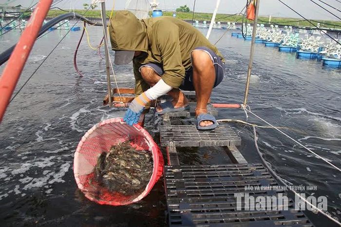 Nuôi tôm thẻ chân trắng ứng dụng công nghệ cao tại phường Ngọc Sơn.