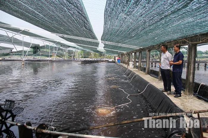 Nuôi tôm thẻ chân trắng trong nhà màng, tạo sinh kế bền vững cho người dân.