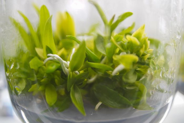 Những chai mô hoa lan đang sinh trưởng ổn định, mở ra triển vọng xây dựng những vườn lan rực rỡ tạo nguồn thu bền vững cho nông dân.