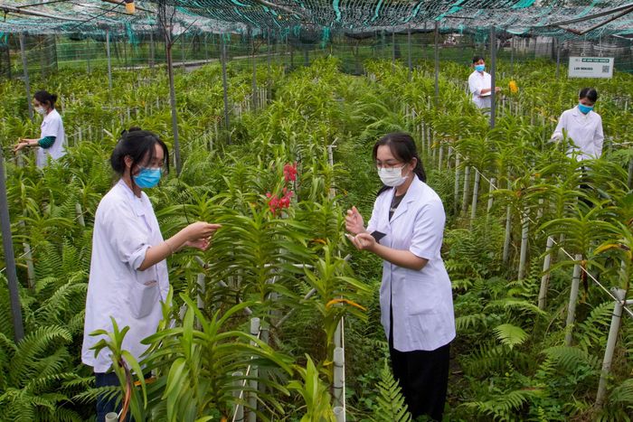 Tại vườn ươm, các kỹ sư thường xuyên theo dõi sự phát triển của các giống cây đang được trồng thử nghiệm.