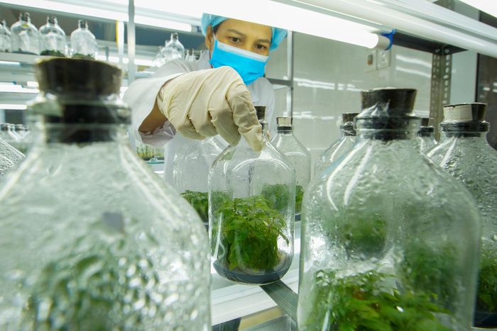 Tại phòng thí nghiệm, các chuyên gia làm việc trực tiếp với tế bào thực vật và vi sinh vật, thực hiện các quy trình cấy chuyển vô trùng và nhân sinh khối để tạo ra nguồn giống sạch bệnh, hoạt tính mạnh.