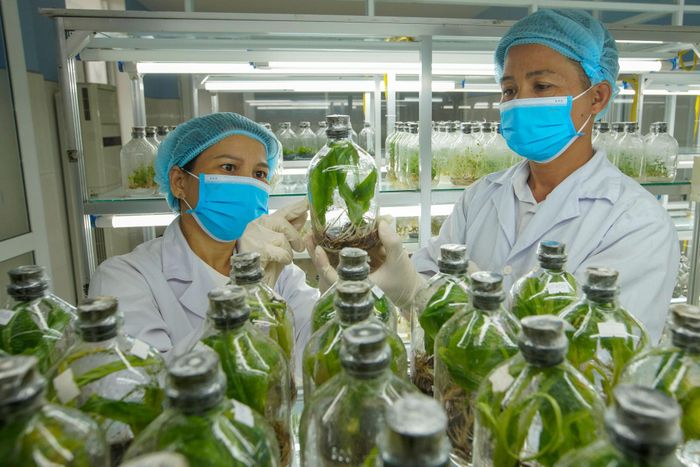 Các tế bào được kỹ sư kiểm tra định kỳ, đảm bảo sự phát triển tốt nhất.