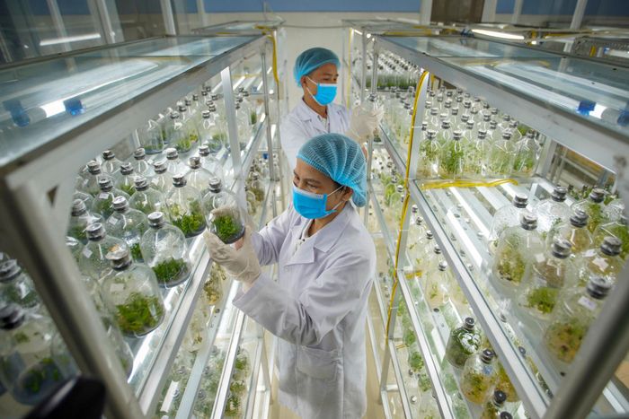 Toàn cảnh phòng thí nghiệm công nghệ sinh học hiện đại, nơi các kỹ sư thực hiện những nghiên cứu chuyên sâu ở cấp độ tế bào sống nhằm tạo ra bước đột phá cho nông nghiệp công nghệ cao.