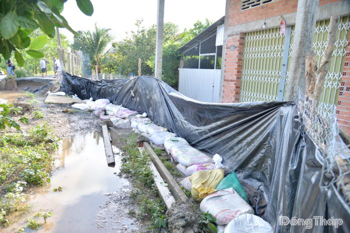 Chính quyền địa phương và người dân đã gia cố đoạn sạt lở gây ngập một số vườn cây ăn trái tại ấp Hậu Vinh.