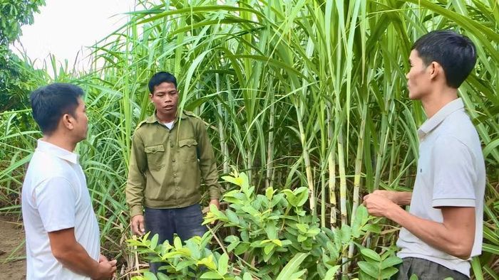 Cựu chiến binh Đinh Văn Anhúi (giữa) trao đổi kinh nghiệm sản xuất với các hội viên. Ảnh: M.C