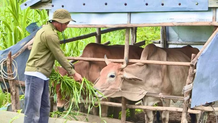 Cựu chiến binh Đinh Văn Anhúi chăm sóc đàn bò của gia đình. Ảnh: M.C