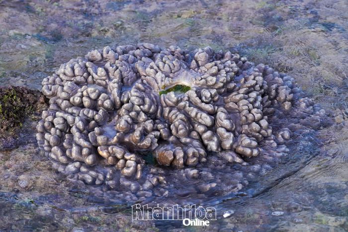 Một rạn san hô còn sống ở khu vực biển Mỹ Tân.