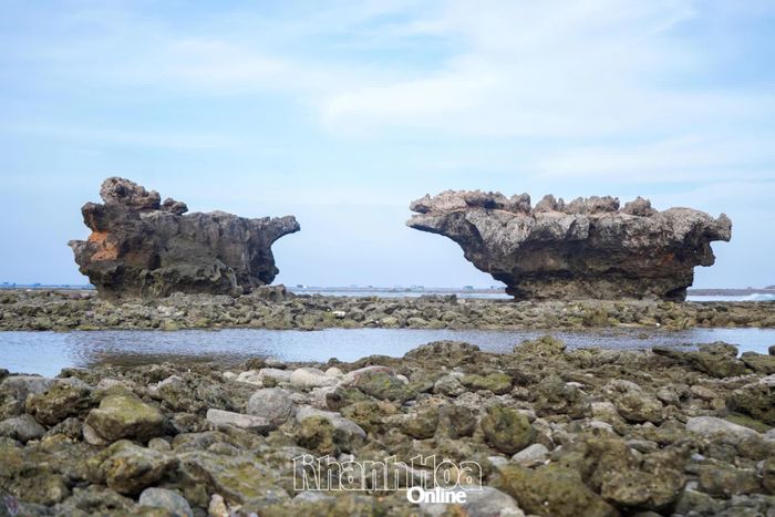 Những rạn san hô hóa thạch với hình thù độc đáo ở khu vực biển Mỹ Tân.