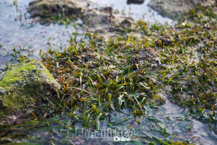 Thảm cỏ biển ở khu vực biển Mỹ Tân.