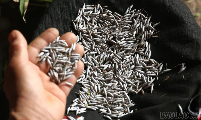 Hạt cườm người Xá Phó dùng trang trí trên trang phục truyền thống là loại hạt cườm dài, thuôn nhỏ, khi phơi khô có màu trắng ngà xen lẫn ánh xanh.
