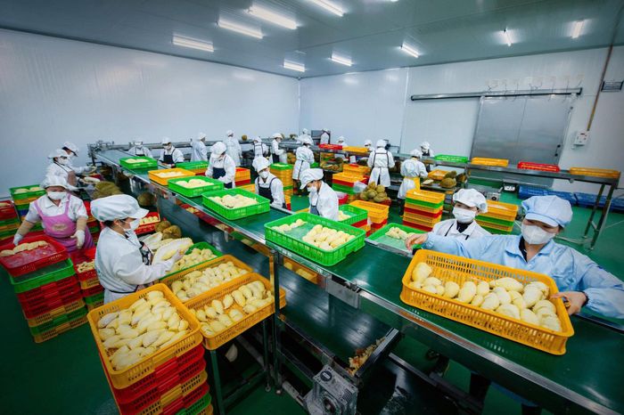 Những múi sầu riêng được tách ra và đưa lên băng chuyền