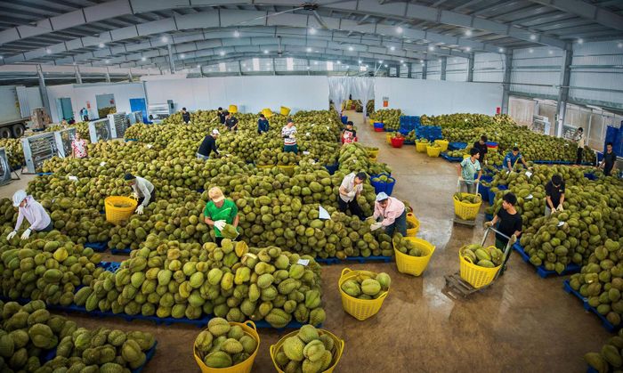 Sầu riêng được vận chuyển từ vườn trồng về nhà máy, tại đây, sầu riêng được kiểm tra và phân loại trước khi đưa vào các công đoạn tiếp theo