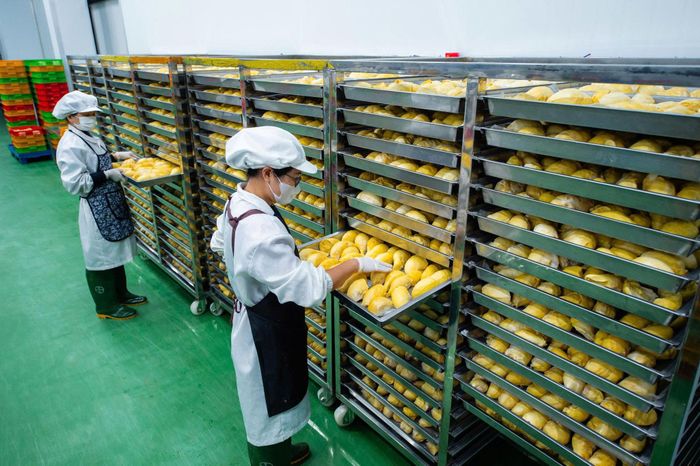 Kiểm tra và lựa chọn từng múi sầu riêng một lần nữa trước khi chuyển sang công đoạn cấp đông