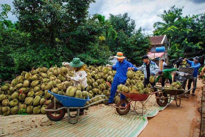 Những trái sầu riêng sau khi thu hái được đưa về điểm tập kết trước khi vận chuyển khỏi vườn