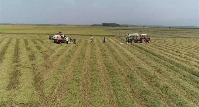 Nông dân xã Bắc Ruộng thu hoạch lúa