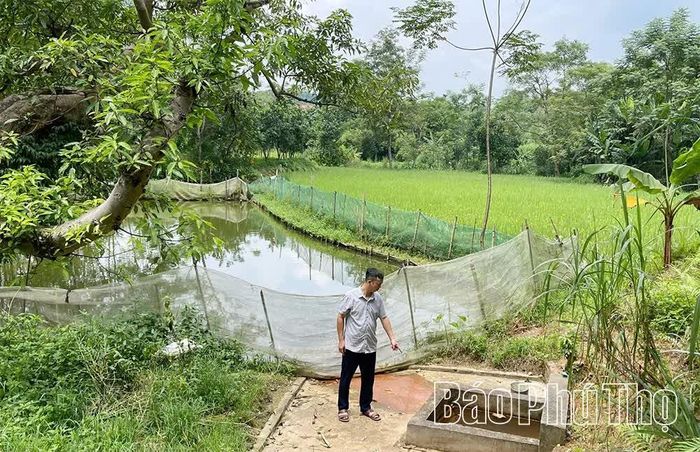 “Giếng Cãi” nằm ngay dưới gốc sung cổ thụ.