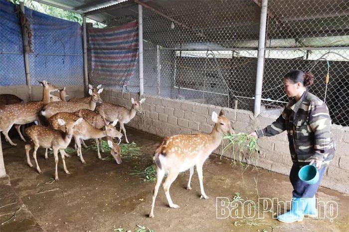 Việc liên kết giúp các hộ trong Tổ hợp tác nuôi hươu sao hỗ trợ chăm sóc đàn hươu, tìm kiếm thị trường tiêu thụ, nâng cao hiệu quả kinh tế cao.