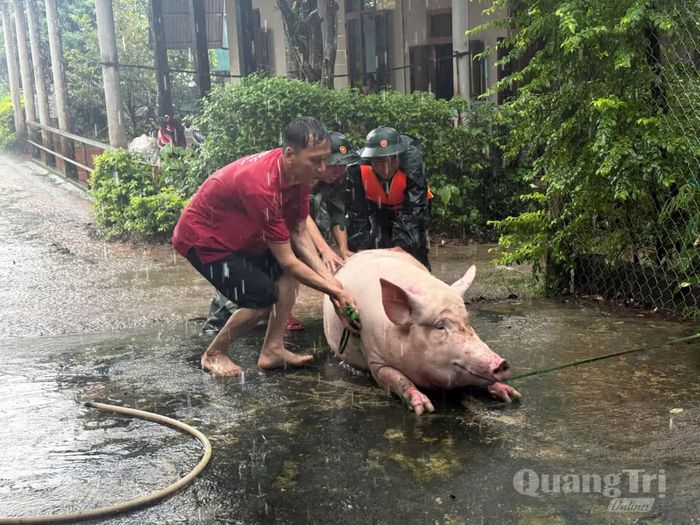 Lực lượng chức năng hỗ trợ người dân di dời vật nuôi đến nơi an toàn - Ảnh: P.K