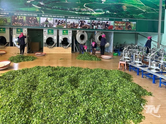 Chế biến chè tại HTX chè Búp Ngọc, xã Phú Thịnh.
