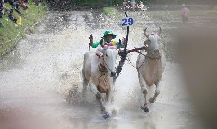 "Nài bò" thả dây cương, cầm roi thúc đôi bò lao về đích.