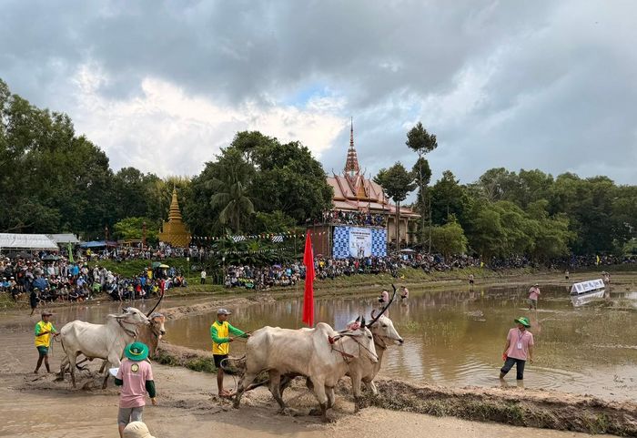 Theo thể lệ, mỗi lượt thi có hai đôi bò lần lượt xuất phát trước và sau để hoàn thành hai vòng chạy.