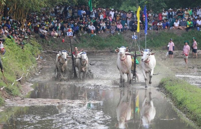 Hai đôi bò số 23 và 24 thi đấu quyết liệt, tranh từng mét trên đường đua về đích.