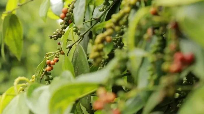 Giá tiêu hôm nay tiếp tục duy trì ổn định. Ảnh minh họa