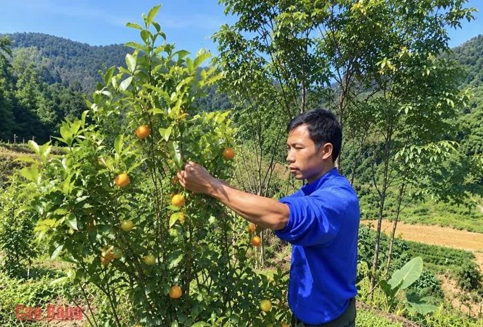 Anh Nông Văn Quỳnh, xóm Lũng Pươi thăm vườn cam, chăm lo phát triển kinh tế, xây dựng cuộc sống ổn định nơi vùng biên.