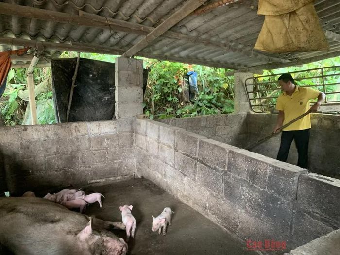 Người dân xã Quang Hán được hỗ trợ lợn sinh sản từ Chương trình Mục tiêu quốc gia phát triển kinh tế - xã hội vùng đồng bào dân tộc thiểu số và miền núi.