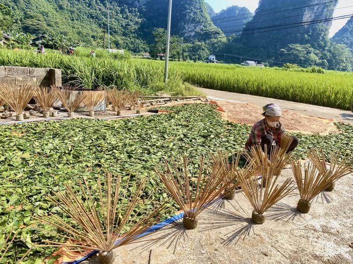  Người dân Làng hương Phja Thắp, xóm Quốc Tuấn, xã Quảng Uyên phơi thân hương. Ảnh Quốc Sơn 